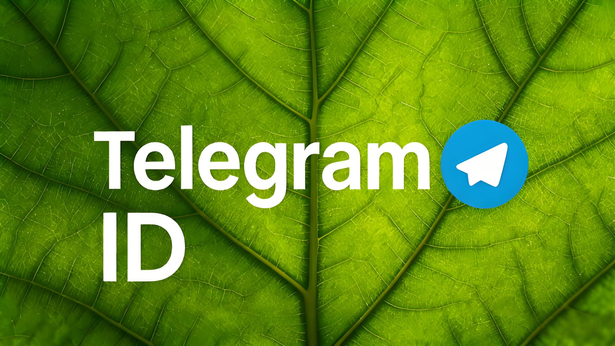 Telegram ID 和使用者名稱有什麼區別？新手最容易混淆的概念解析